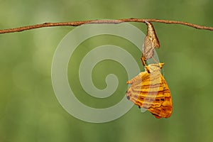 Common maplet Chersonesia risa butterfly hanging on twig