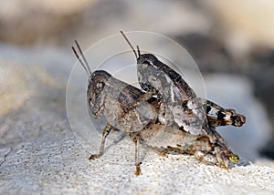 Common Maquis Grasshopper belonging to the family Acrididae