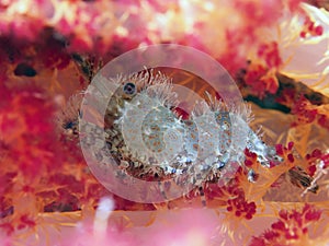 Common Marble Shrimp