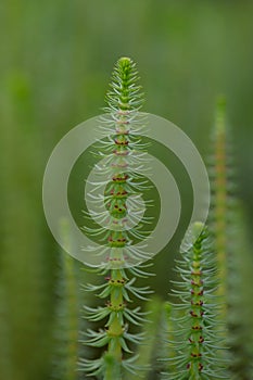 Mareâs-tail Hippuris vulgaris, flowering plant photo