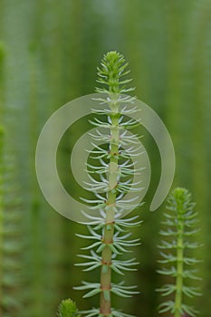 Common mare’s-tail Hippuris vulgaris, a flowering plant