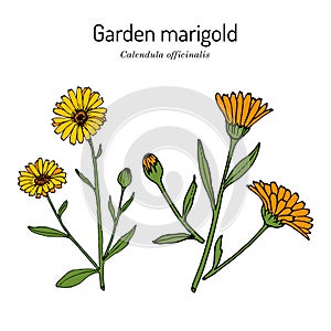 Common marigold Calendula officinalis , medicinal plant