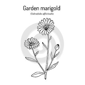 Common marigold Calendula officinalis , medicinal plant