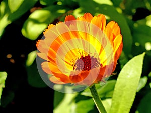 Common marigold in a garden