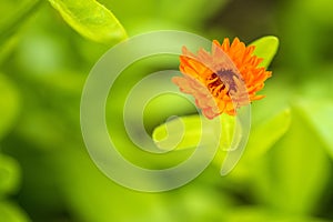 Common marigold in a garden