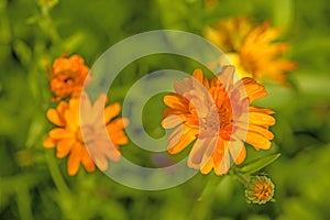 Common marigold in a garden