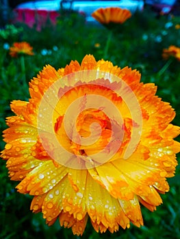 Wet common marigold, Calendula officinalis, golden flower in dew drops