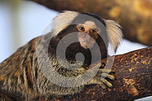 Common marmoset photo