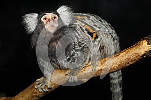 Common marmoset