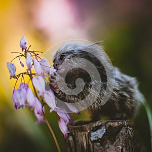 The common marmoset baby on the branch in summer garden