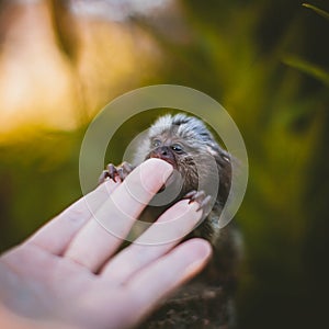 The common marmoset baby on the branch in summer garden with humsn hand