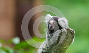Common marmoset Callithrix jacchus.