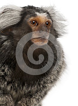 Common Marmoset, Callithrix jacchus photo