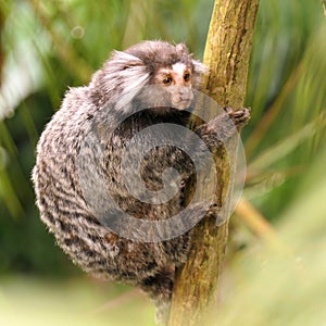 Common marmoset, callithrix jacchus