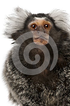 Common Marmoset, Callithrix jacchus, 2 years old