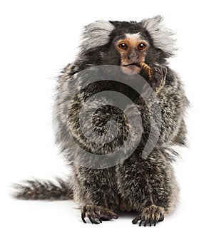 Common Marmoset, Callithrix jacchus, 2 years old