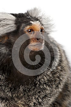 Common Marmoset, Callithrix jacchus, 2 years old