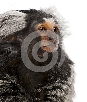 Common Marmoset, Callithrix jacchus, 2 years old