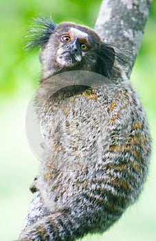 Common marmoset - Callithrix jacchus.