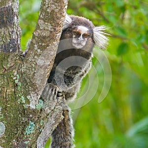 Common marmoset - Callithrix jacchus.