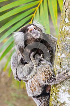 Common marmoset - Callithrix jacchus.