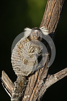 Common marmoset, Callithrix jacchus