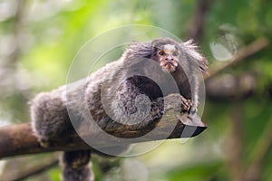 Common Marmoset Callithrix jacchus