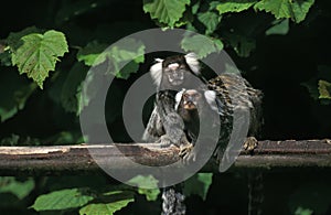 Common Marmoset, callithrix jacchus, Adults standing on Branch