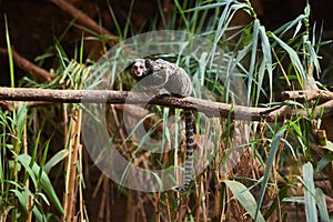 Common marmoset Callithrix jacchus on a branch
