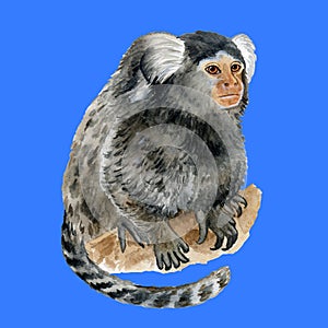 Common Marmoset, Callithrix jacchus or Cotton Eared Marmoset isolated on white. Hand drawn cute pet. Greeting card, encyclopedia