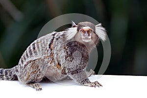 common marmoset (Callithrix jacchus), isolated, standing on a white wall