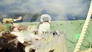 Common marmoset Callithrix jacchus. mico argentatus, cute little monkey with cub is sitting on a tree branch, the