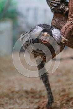 Common marmoset Callithrix jacchus playing on a wood branch
