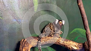 Common marmoset, Callithrix jacchus primate