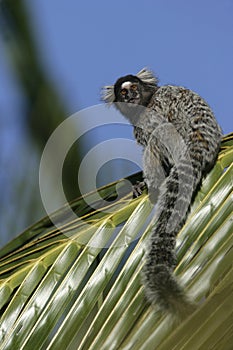 Common marmoset, Callithrix jacchus