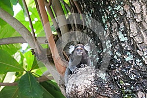 A common marmoset monkey - Callithrix jacchus -looking at the viewer while sitting in a tree. They are also called white-tufted