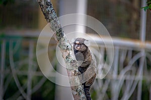 Common marmoset monkey - Rio de Janeiro, Brazil