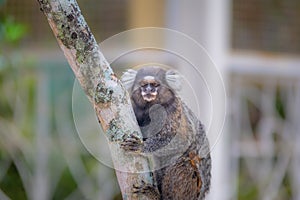 Common marmoset monkey - Rio de Janeiro, Brazil