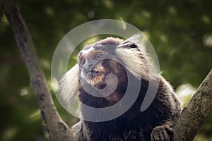 Common marmoset monkey at Urca Mountain trail - Rio de Janeiro, Brazil