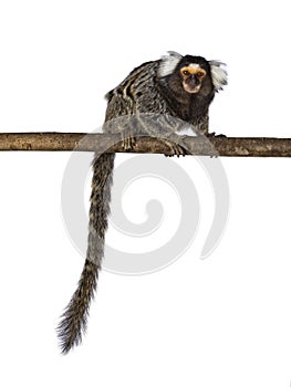 Common marmoset monkey on white background
