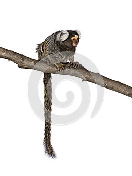 Common marmoset monkey on white background