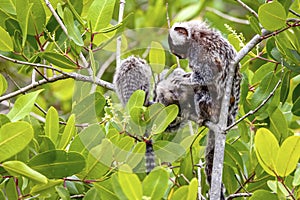 Common marmoset mother with cubs, Paraty, Brazil
