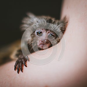 The common marmoset's babies on hand, isolated on black