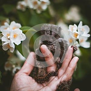 The common marmoset& x27;s babies on hand with philadelphus flower bush