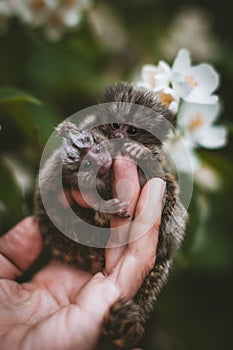 The common marmoset& x27;s babies on hand with philadelphus flower bush