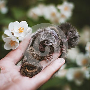 The common marmoset& x27;s babies on hand with philadelphus flower bush