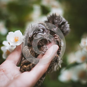 The common marmoset& x27;s babies on hand with philadelphus flower bush