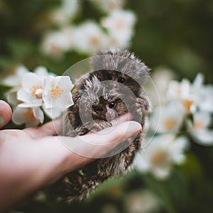 The common marmoset& x27;s babies on hand with philadelphus flower bush