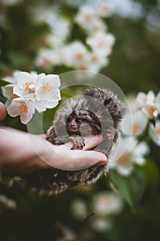 The common marmoset& x27;s babies on hand with philadelphus flower bush