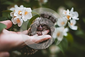 The common marmoset& x27;s babies on hand with philadelphus flower bush